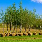 Amorous Arbors – Trees that Love Your House