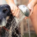 Best Shed Control Dog Shampoo