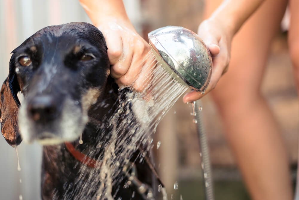 The 7 Best Shed Control Dog Shampoos Answered by a Local Expert