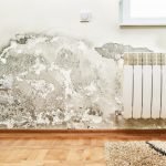 How Long Does It Take For Mold To Grow In Your House?