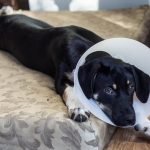 How Long for My Dog to Recover from Stomach Surgery?