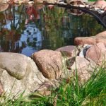 How to Decorate Your Front Yard with Rocks