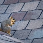 Six Things to Know About Removing Squirrels from Your Roof