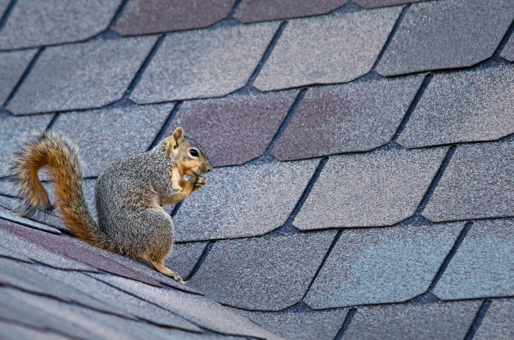 Six Things to Know About Removing Squirrels from Your Roof