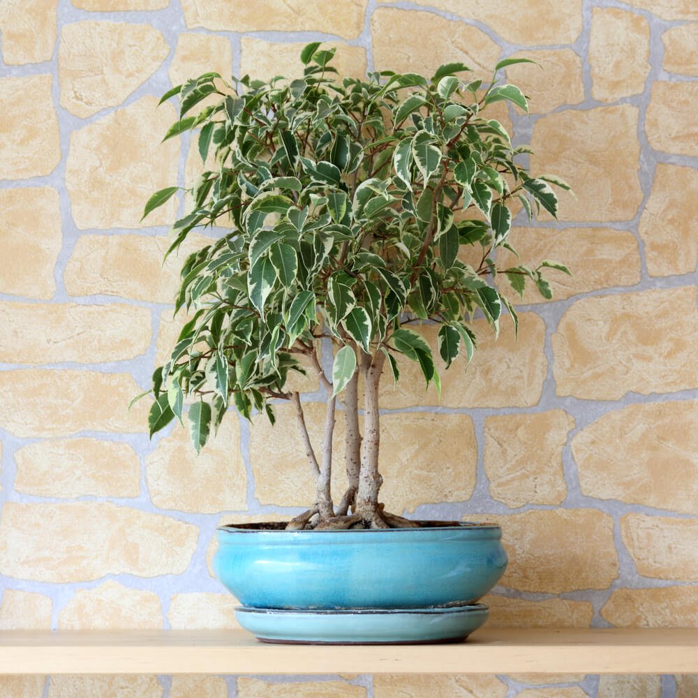 What Is a Ficus Tree?