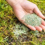 What to Do Before Planting Grass Seed
