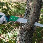 When Is the Best Time to Trim Trees?