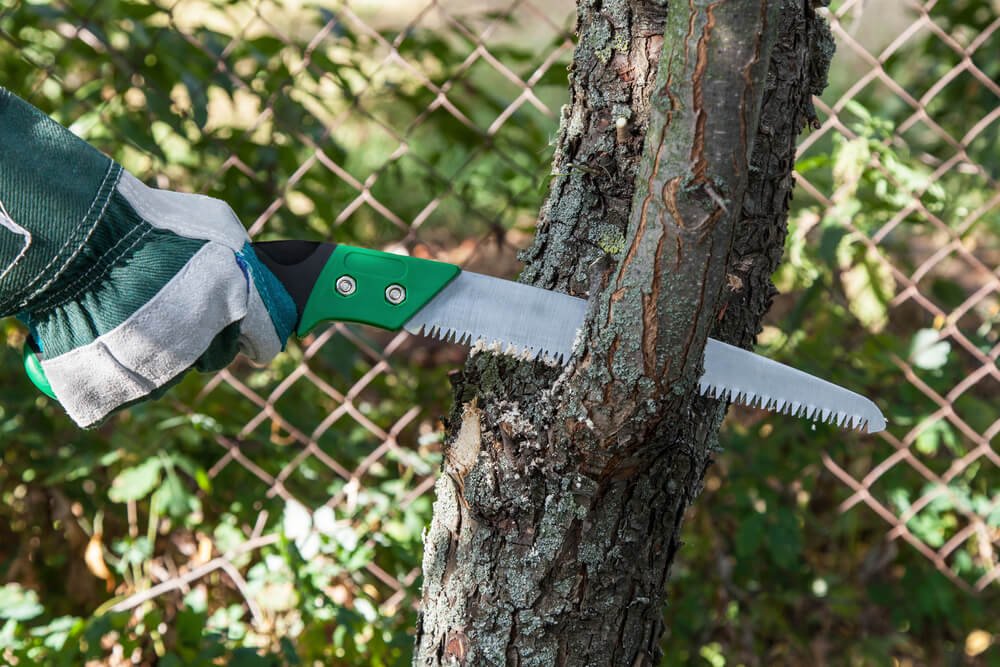 When Is the Best Time to Trim Trees?