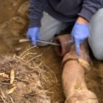 how to get rid of roots in sewer line