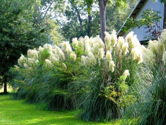 ornamental grasses