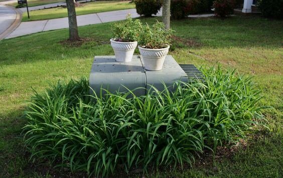 ornamental grasses